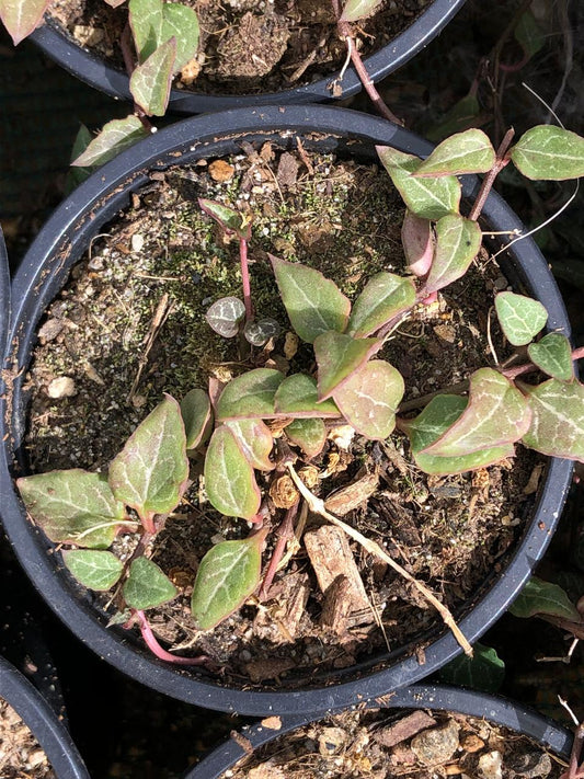 String of Spades (9cm)