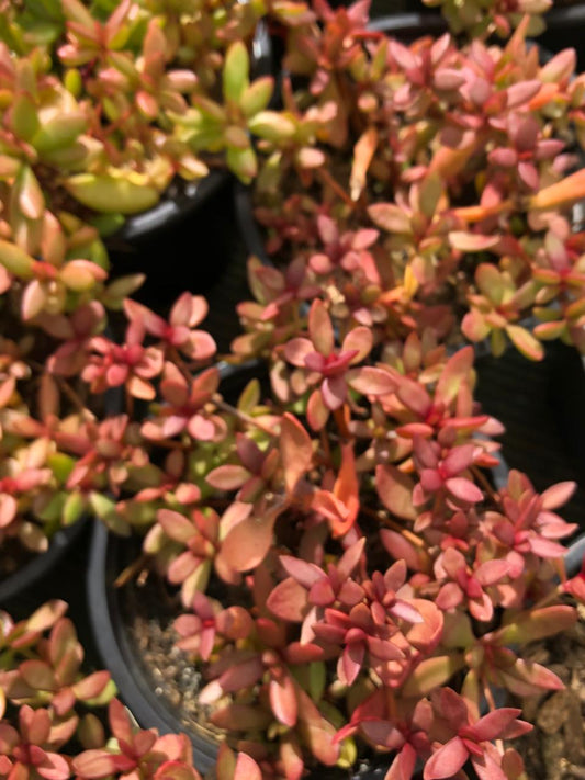 Crassula Radicans (9cm)
