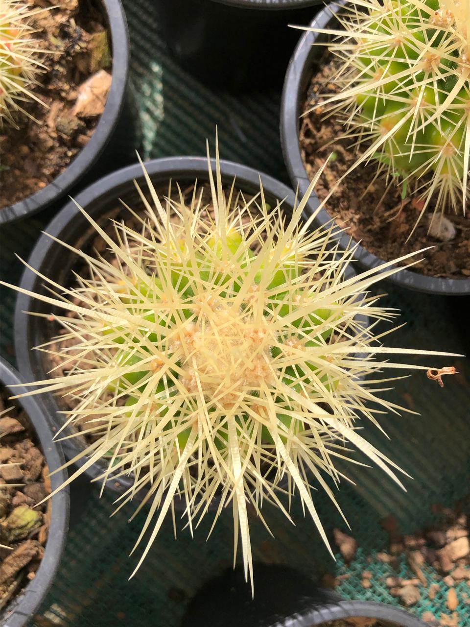 Echinocereus Grusonii (9cm)