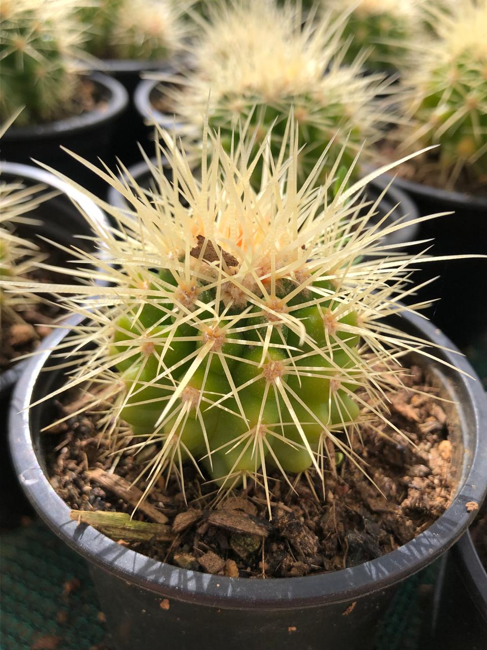 Echinocereus Grusonii (9cm)