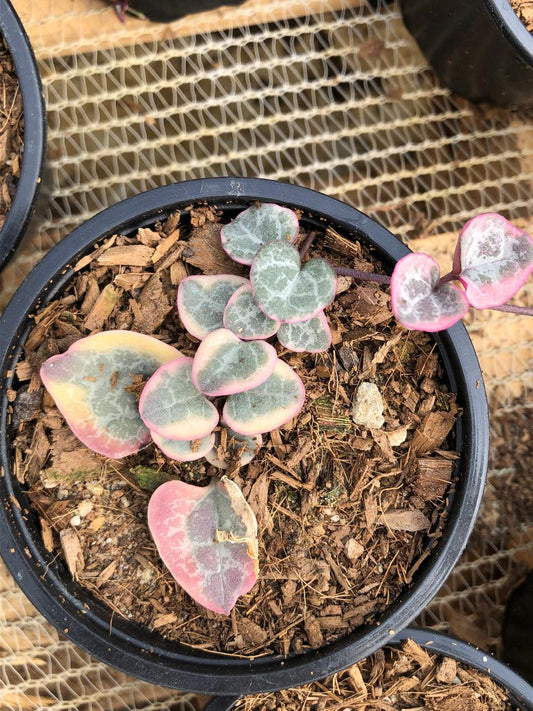 Variegated String of Hearts (9cm)