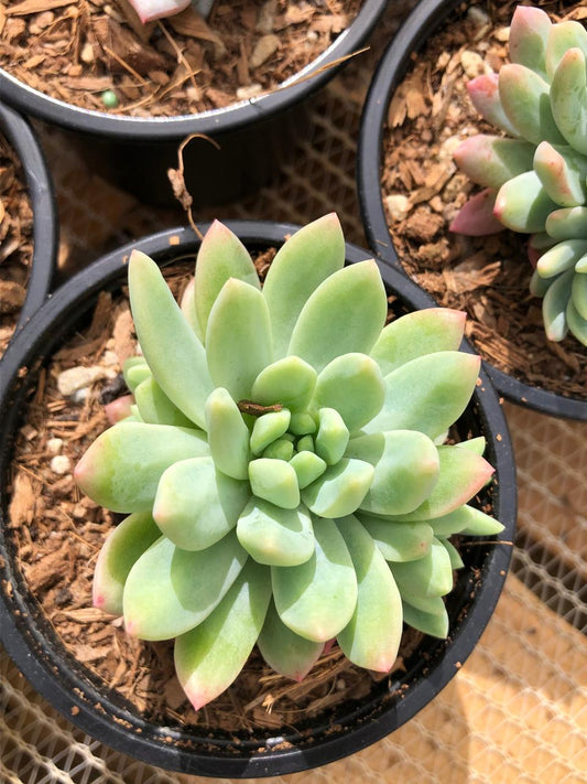 Sedeveria Hummelii (9cm)