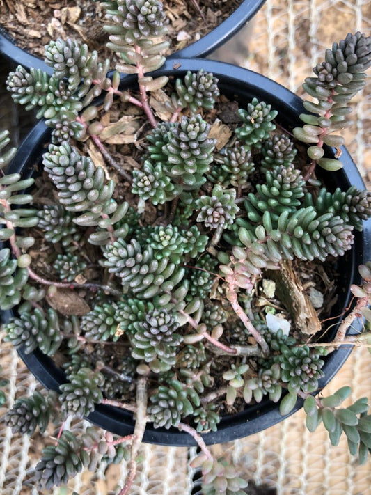 Sedum Coral Carpet (9cm)