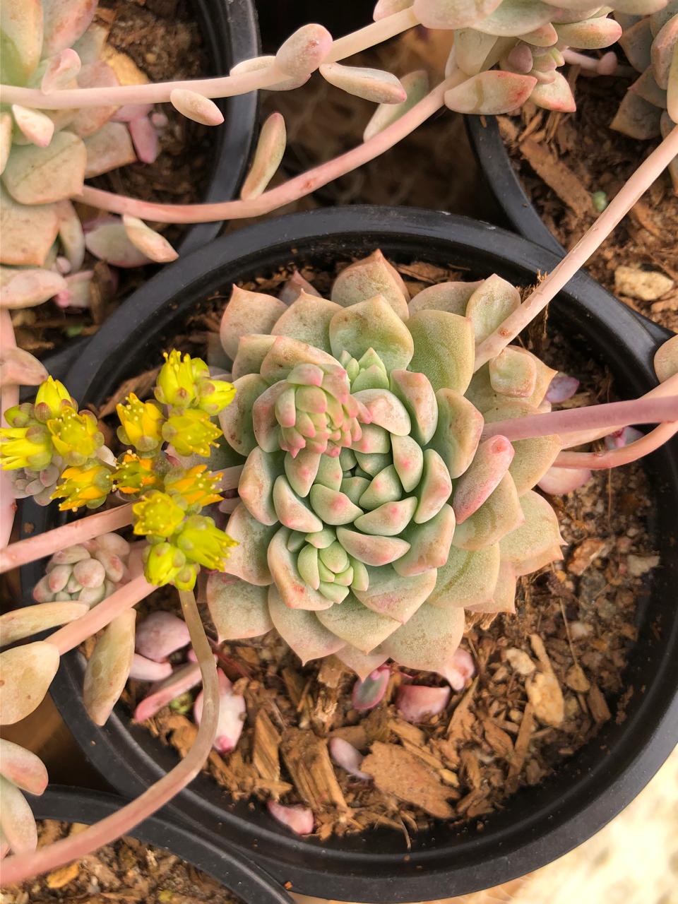 Echeveria Prolifica (9cm)