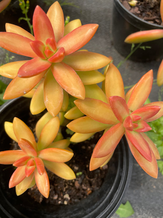 Sedum Adolphii (15cm)