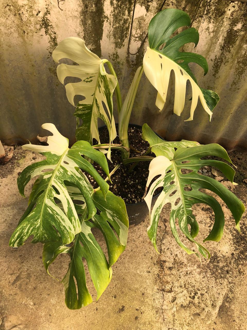 ULTIMATE VARIEGATED MONSTERA RAFFLE