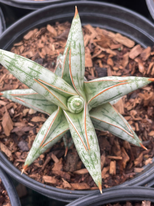 Sansevieria Boncel - Starfish Snake Plant (9cm)