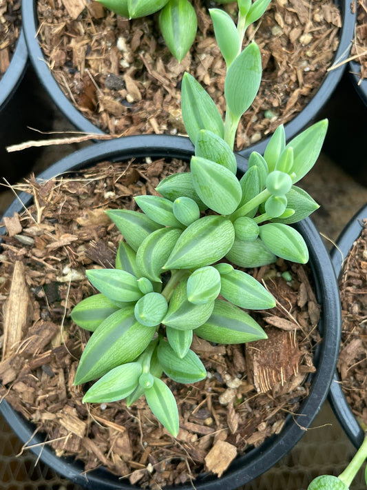 String of Beads (9cm)