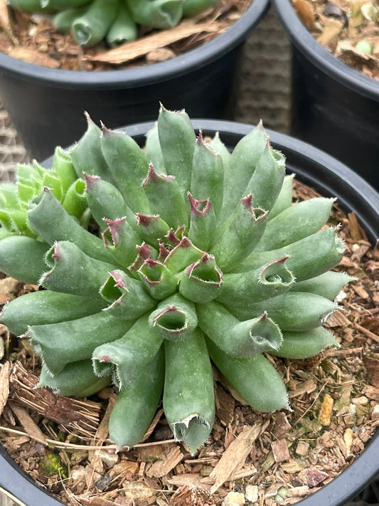 Sempervivum Oddity (9cm)
