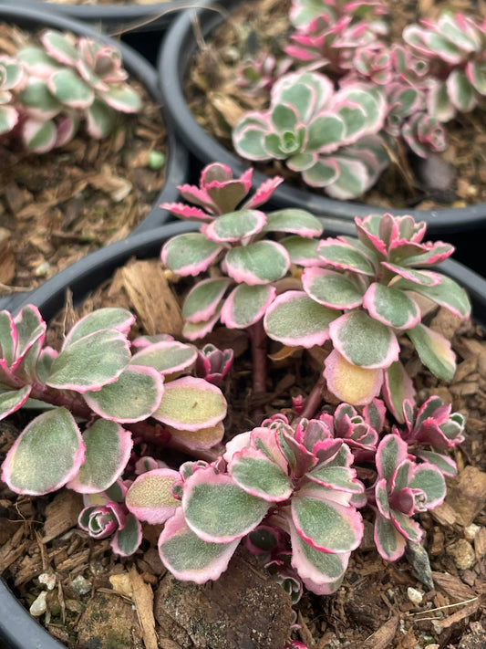 Sedum Spruce Tri Color (9cm)