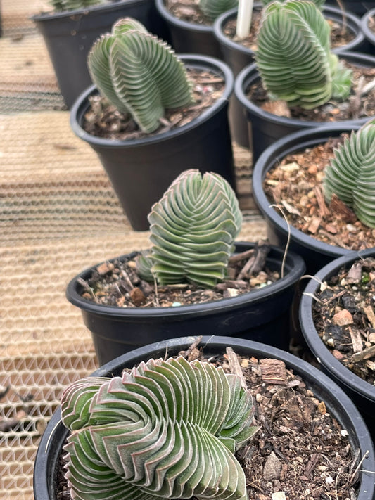 Crassula Buddha's Temple (9cm)