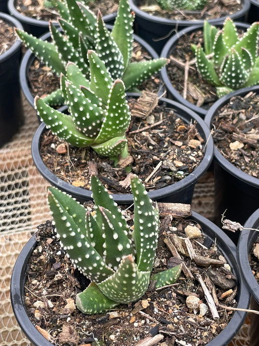 Aloe Aristaloe Pumila (9cm)