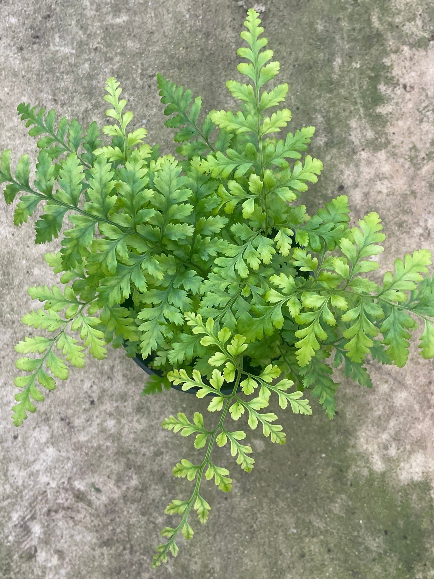 Nephrolepis Cordifolia (14 cm)