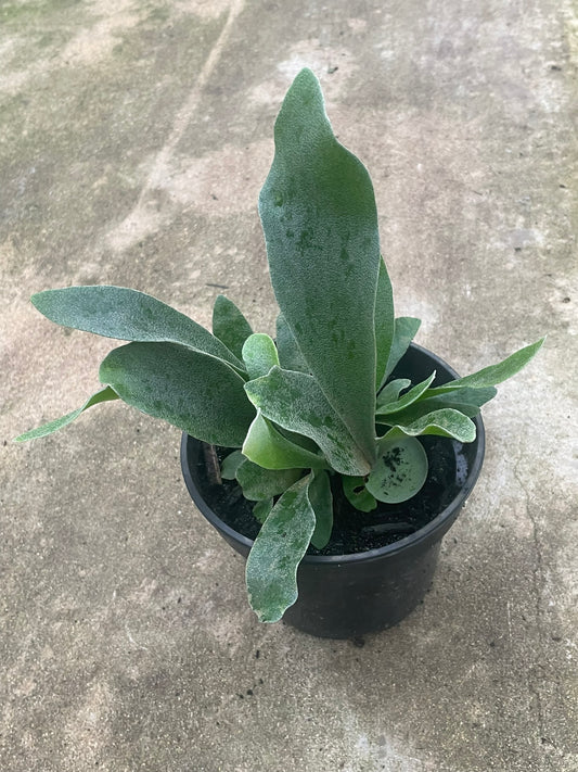 Platycerium Bifurcatum Netherlands (14 cm)