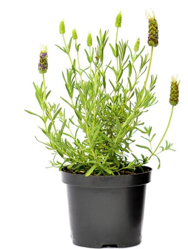 Lavandula Nanouk White (15cm)
