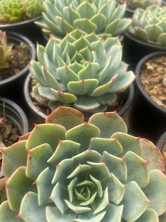 Echeveria Pumila Glauca (9cm)