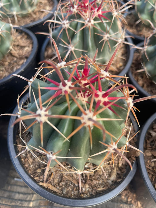 Ferocactus Latispinus (9cm)