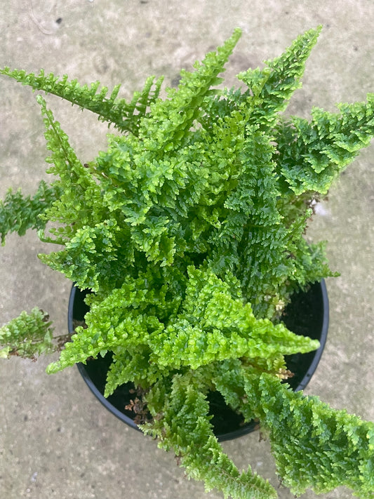 Nephrolepis Exaltata Cotton Candy (14 cm)