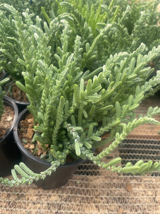 Crassula Muscosa (9cm)