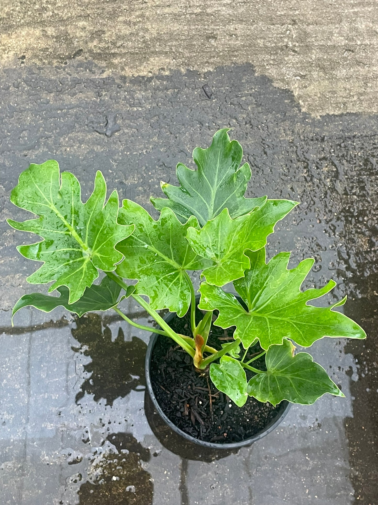 Philodendron Selloum (14cm)