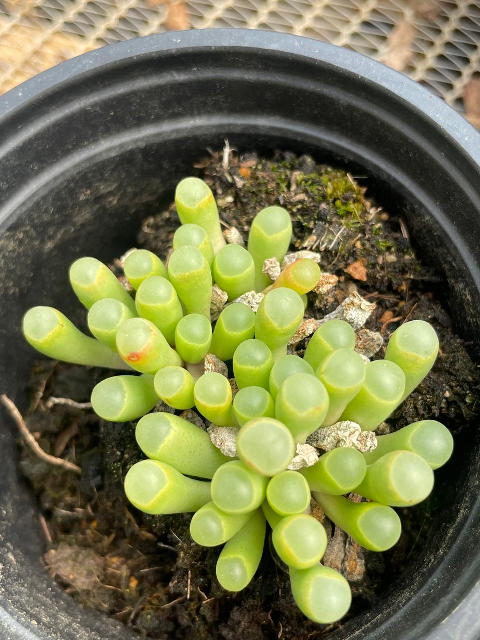 Fenestraria Rhopalophylla (9cm)