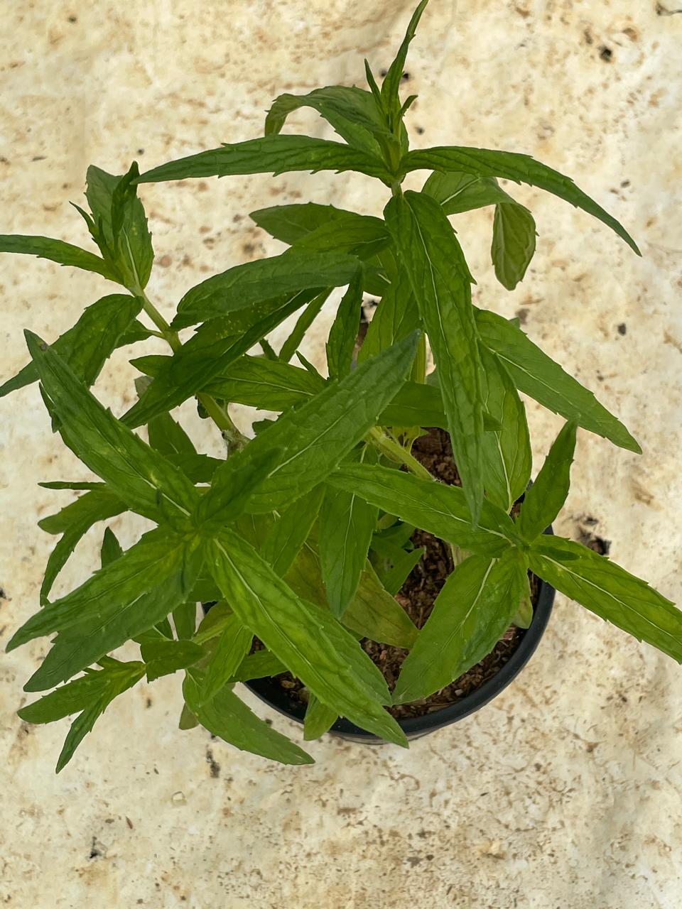 Spearmint (12cm)