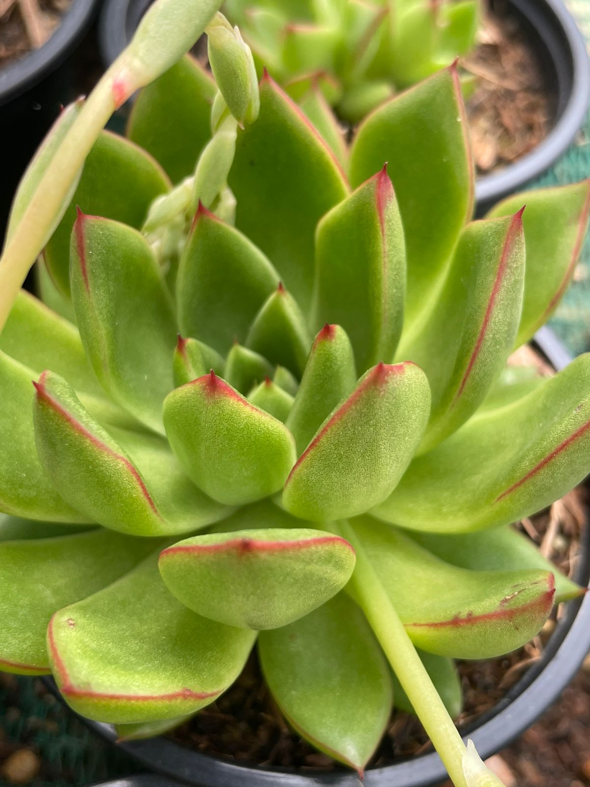 Echeveria Agavoides (9cm)