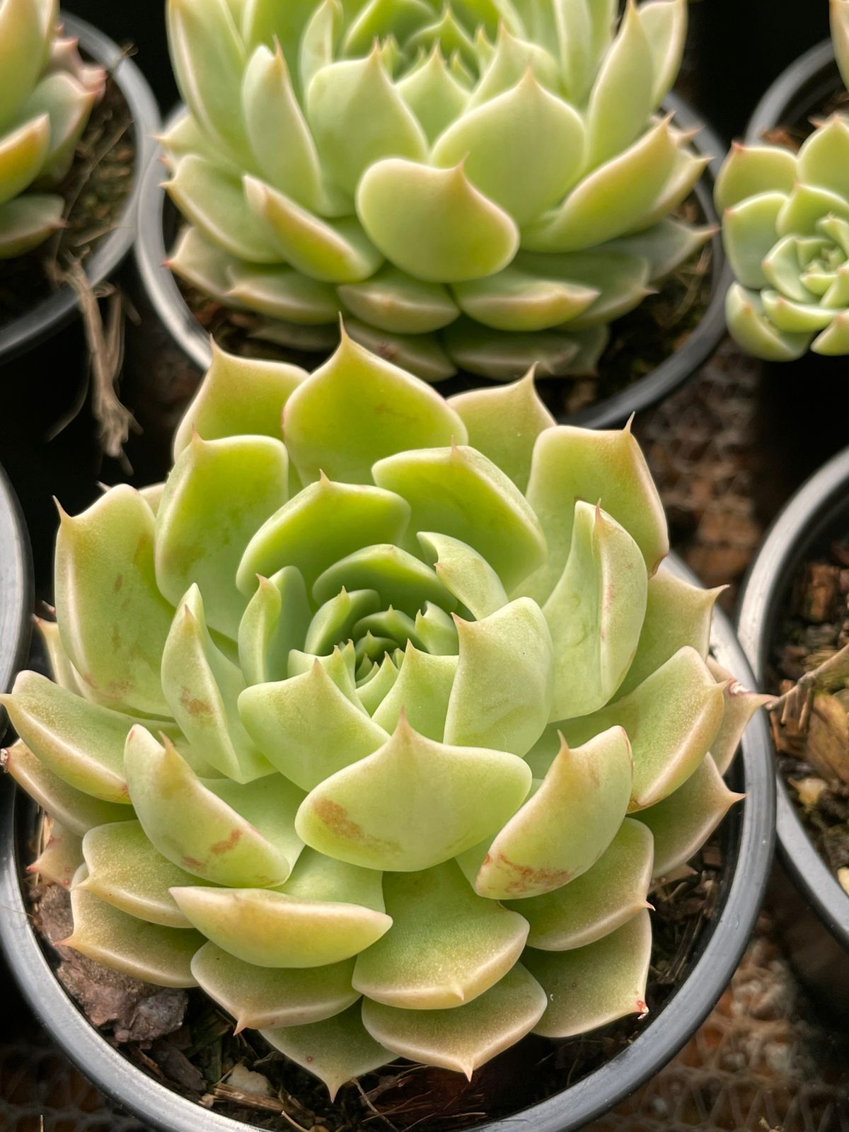 Echeveria Sp.