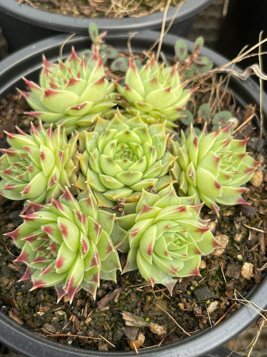 Sempervivum 1