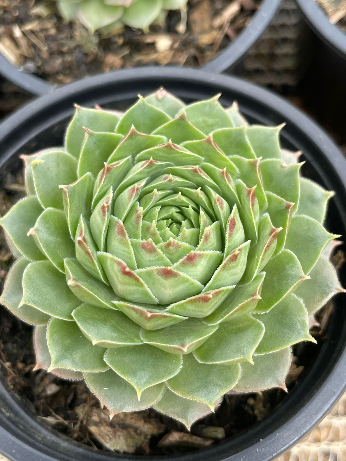Sempervivum 3