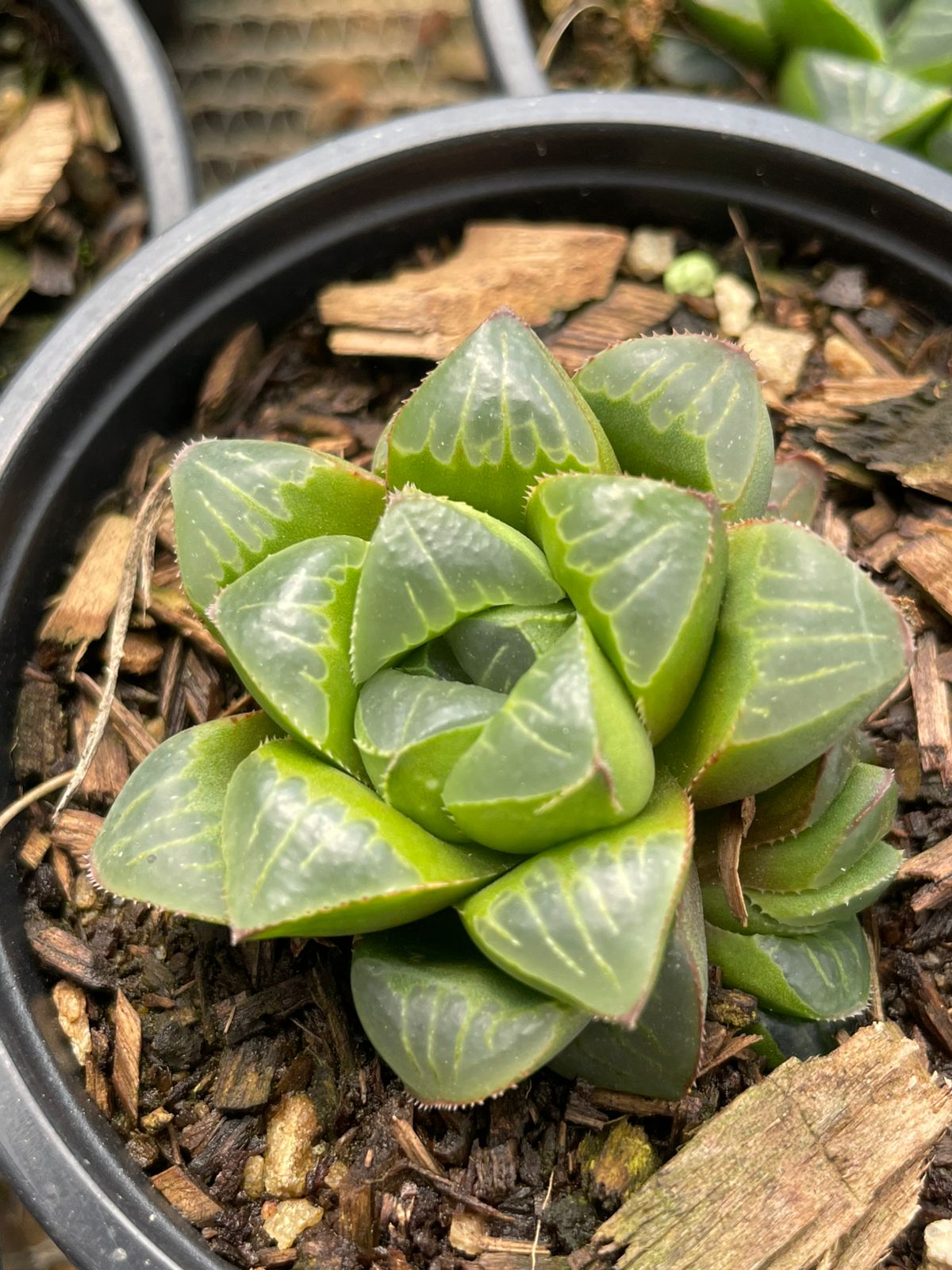 Haworthia sp.