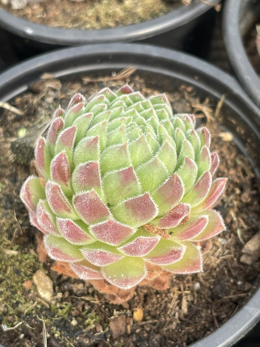 Sempervivum sp. (9cm)