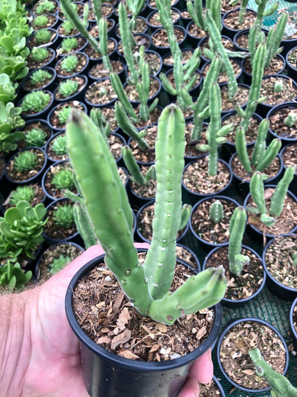 Stapelia Leendertziae (9cm)