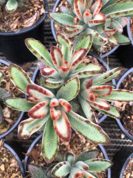 Kalanchoe Chocolate Soldier (9cm)