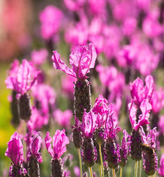 Lavandula Nanouk Pink (15cm)