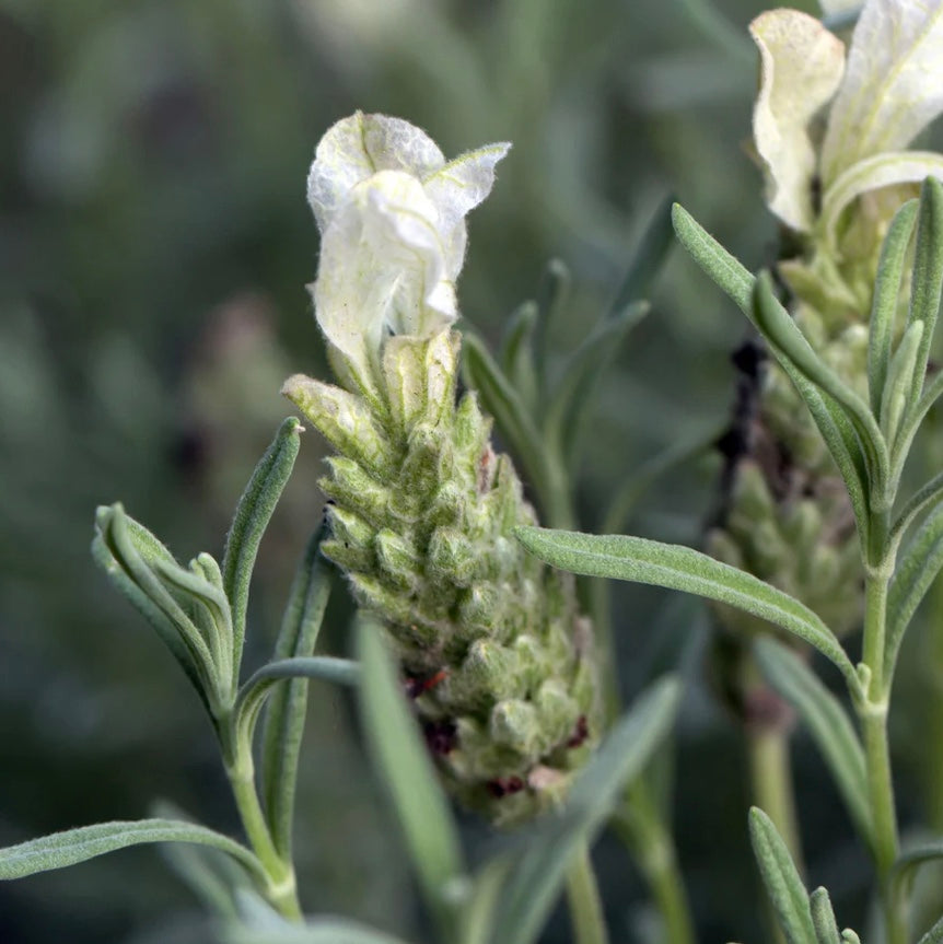 Lavandula Nanouk White (15cm)
