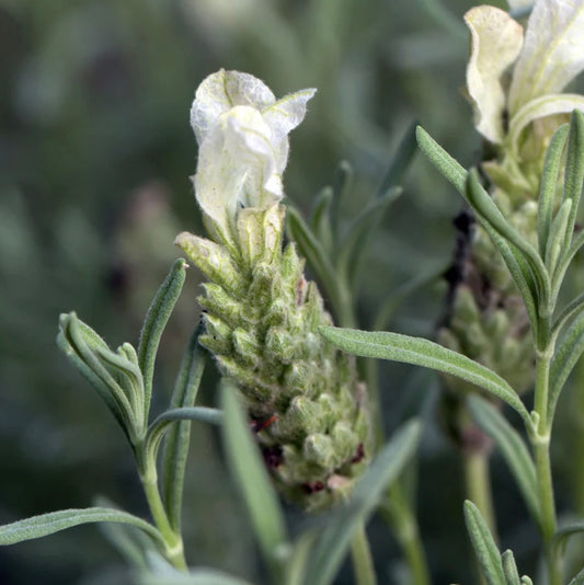 Lavandula Nanouk White (15cm)